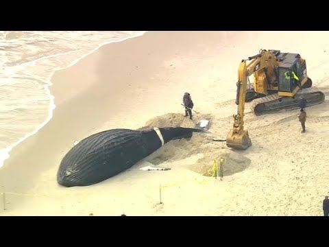 Whale found dead at Lido Beach on Long Island