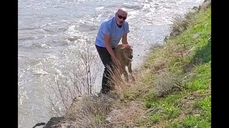 DON'T BE A BAD TOURIST: YNP officials search for man who disturbed bison calf resulting in its death