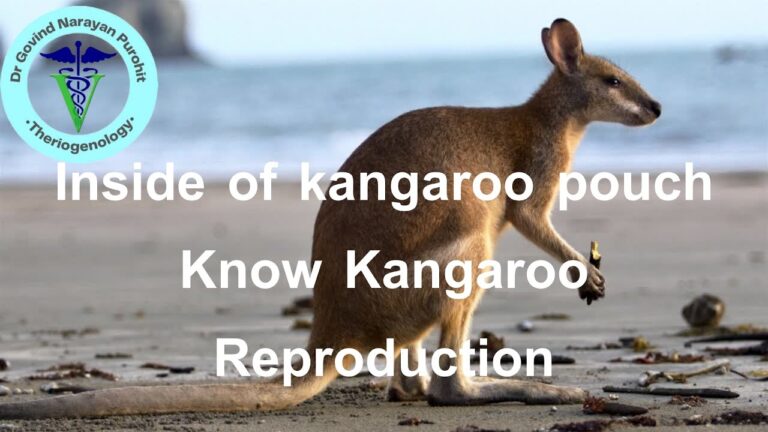 Uncovering the Mystery of Kangaroo Reproduction: What's Inside That Pouch?