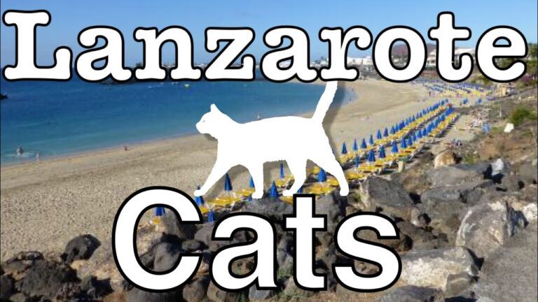 Lanzarote Cats HD