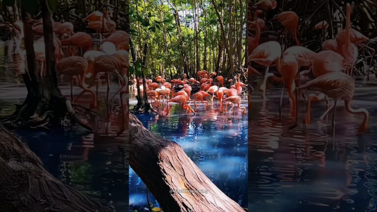 places that don't feel in Colombia #travel #visit #travelling #travelvlog #nature #explore