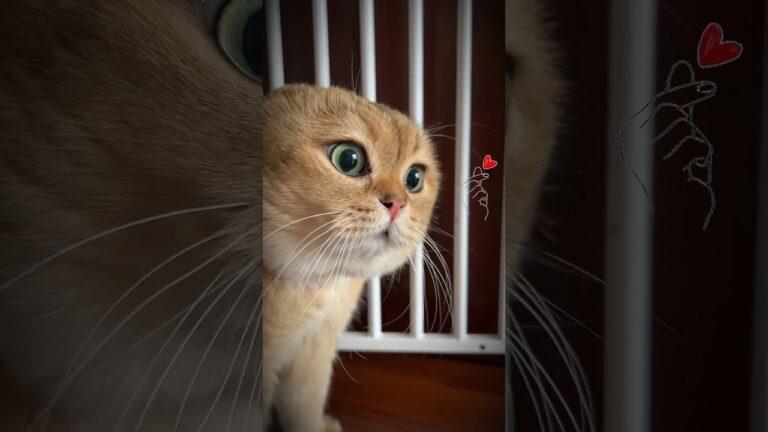 Don't Bother Me, Please: A Cat's Patience Tested