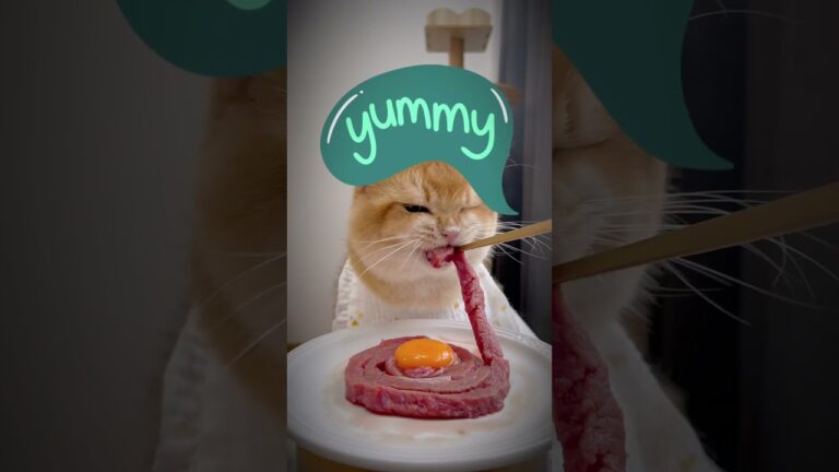 Whiskers' Delight: Dinner Time Joy : I’ll take it all