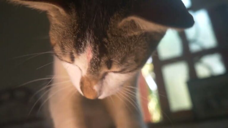 Mia is completely desperate,and since she hasn't seen Milo for a week, she's waiting for him to come