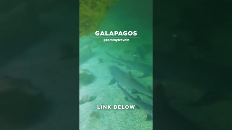 #TommyTravelz #travelnow #traveltips #galapagos #sancristobal #santacruz #islabaltra #isabelaisland
