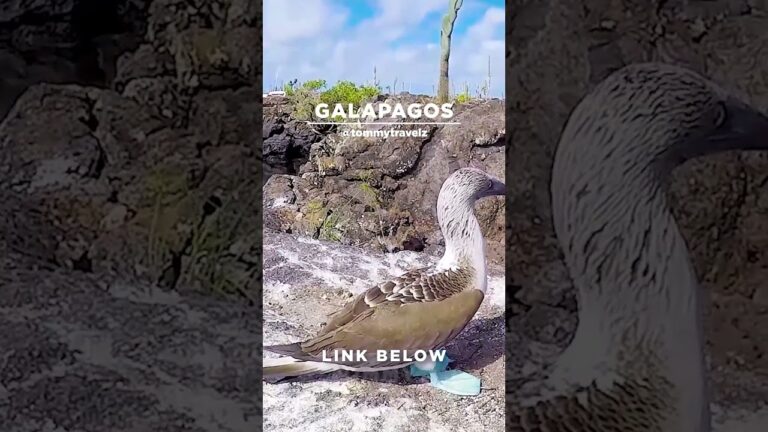 #TommyTravelz #travelnow #traveltips #galapagos #sancristobal #santacruz #islabaltra #isabelaisland