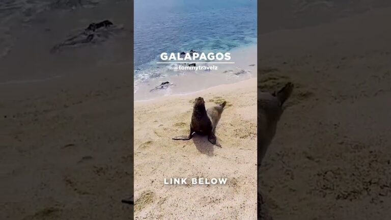 #TommyTravelz #travelnow #traveltips #galapagos #sancristobal #santacruz #islabaltra #isabelaisland