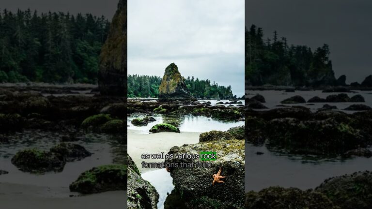Best Olympic National Park Beach No. 7 #olympic #olympicnationalpark #usnationalparks #bucketlist