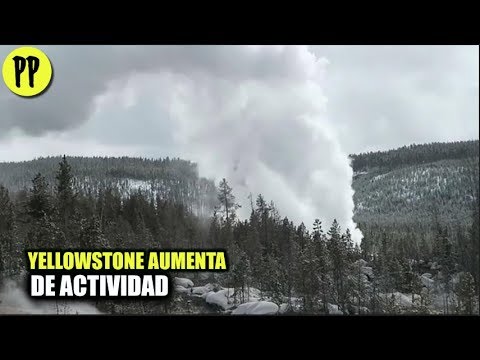 YELLOWSTONE AUMENTA DE ACTIVIDAD #PepeEnVivo